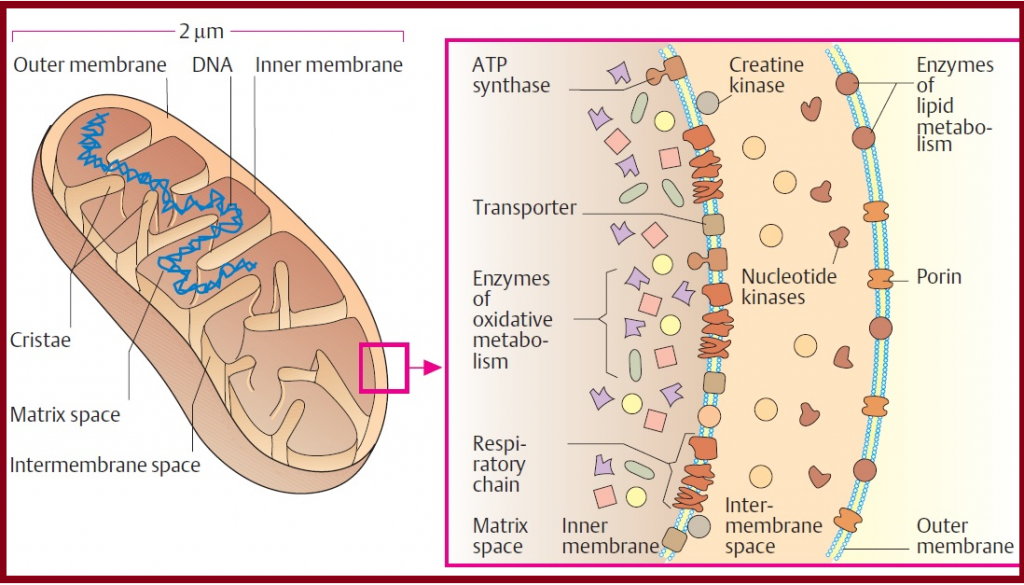 Mitochondria -মাটোকন্ড্রিয়া