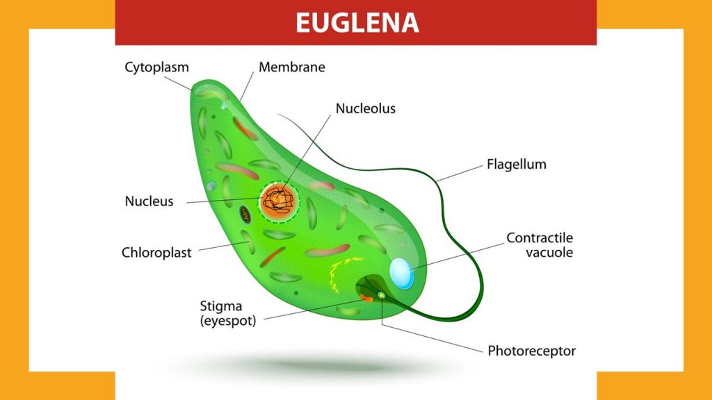 ইউগ্লেনা- প্রোটিস্টা (Protista)