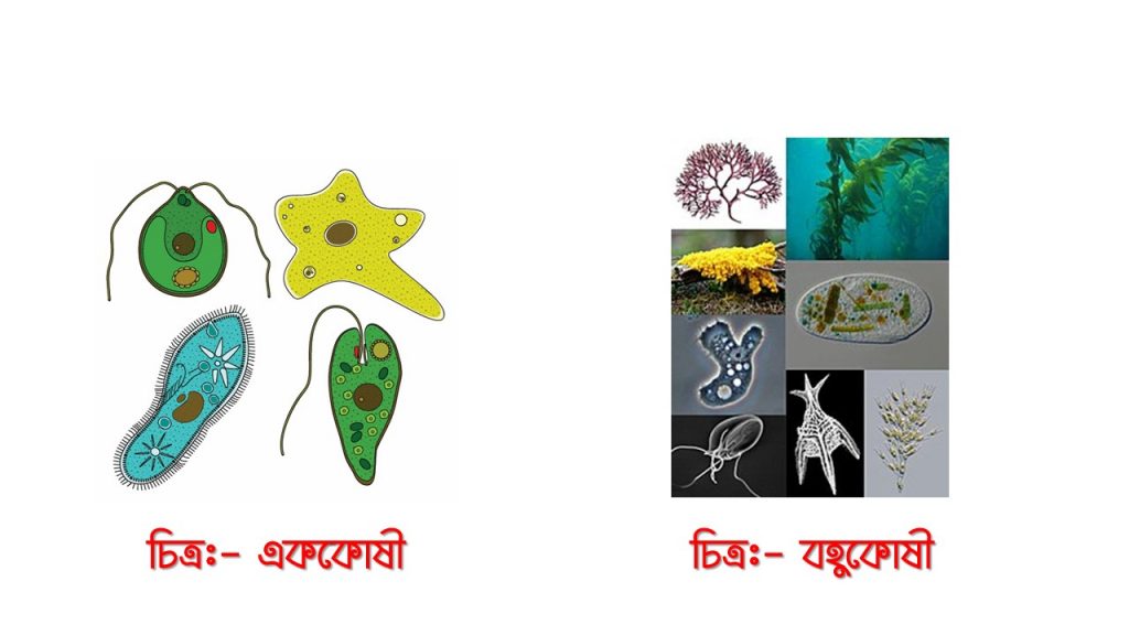 এককোষী ও বহুকোষী প্রোটিস্টা (Protista)