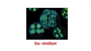 কলোনিয়াল প্রোটিস্টা (Protista)