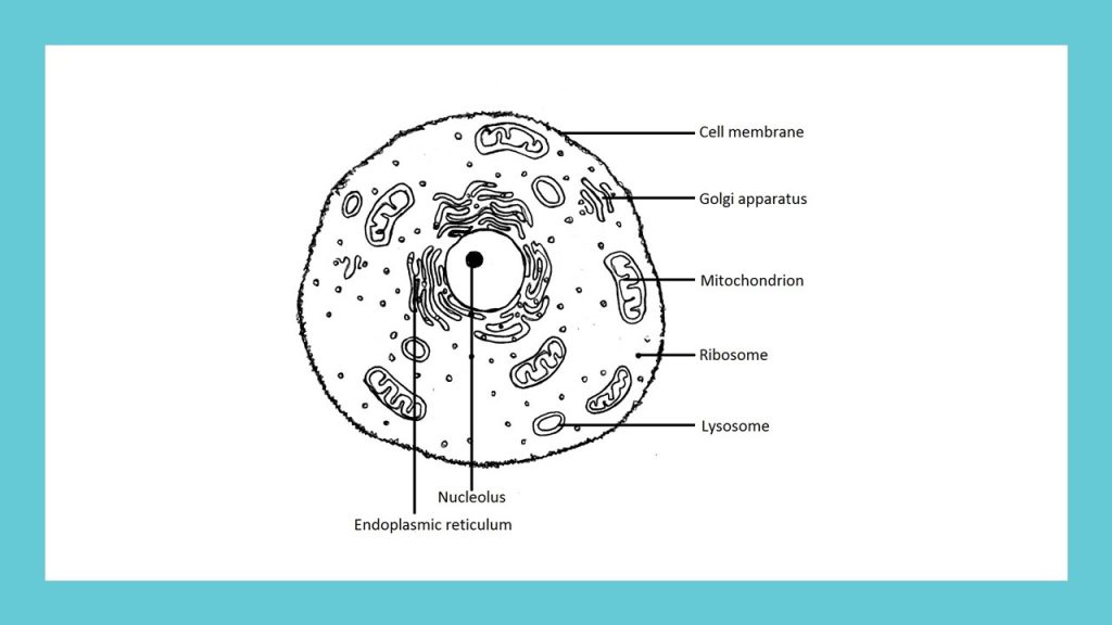 কোষীয় অঙ্গানু প্রোটিস্টা (Protista)