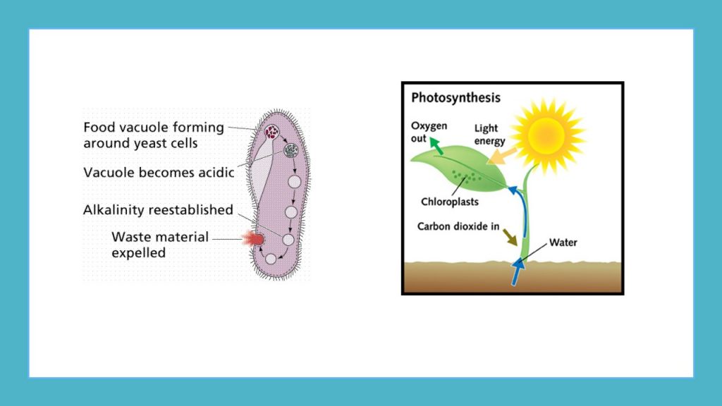 প্রোটিস্টা (Protista) এর শোষন ও সালোকসংশ্লেষন