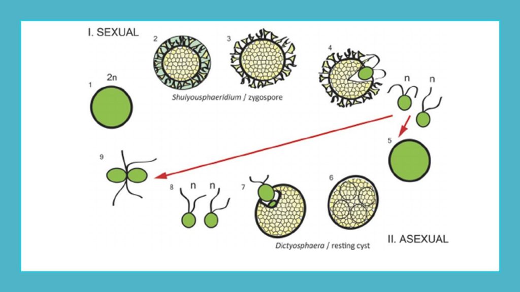 প্রোটিস্টা (Protista) রাজ্যের জীবদের প্রজনন