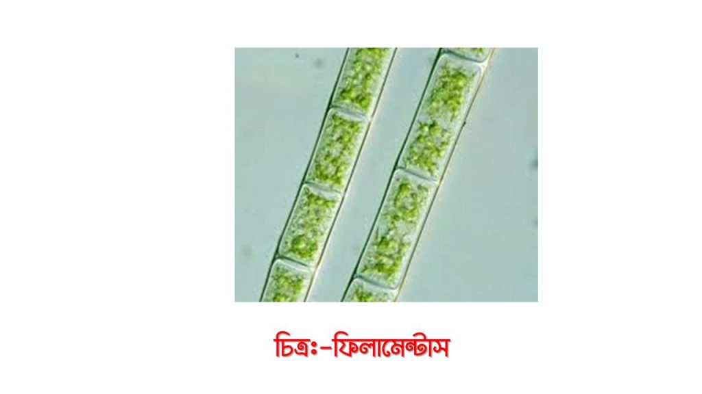 ফিলামেন্টাস প্রোটিস্টা (Protista)