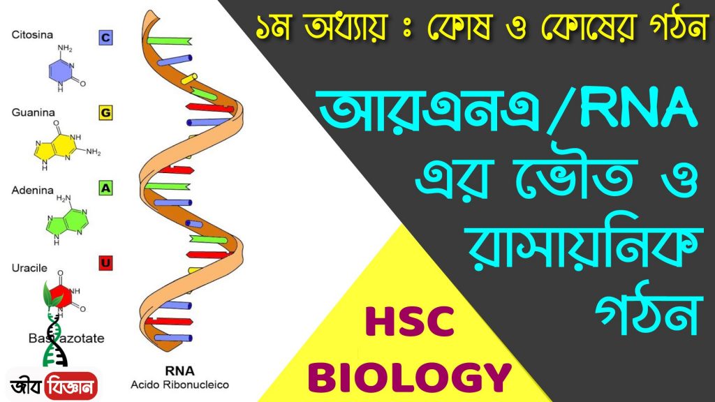 RNA এর ভৌত ও রাসায়নিক 