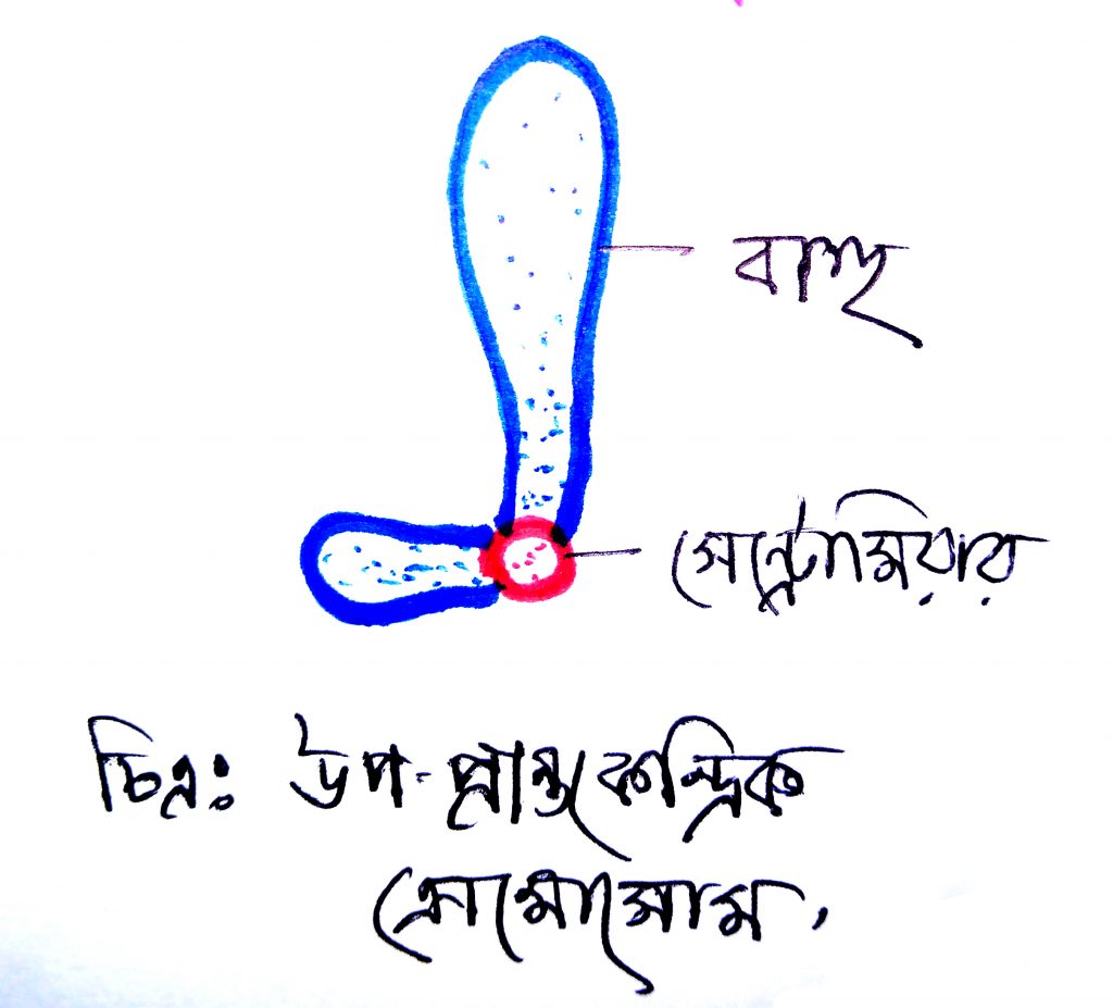 এক্রোসেন্ট্রিক