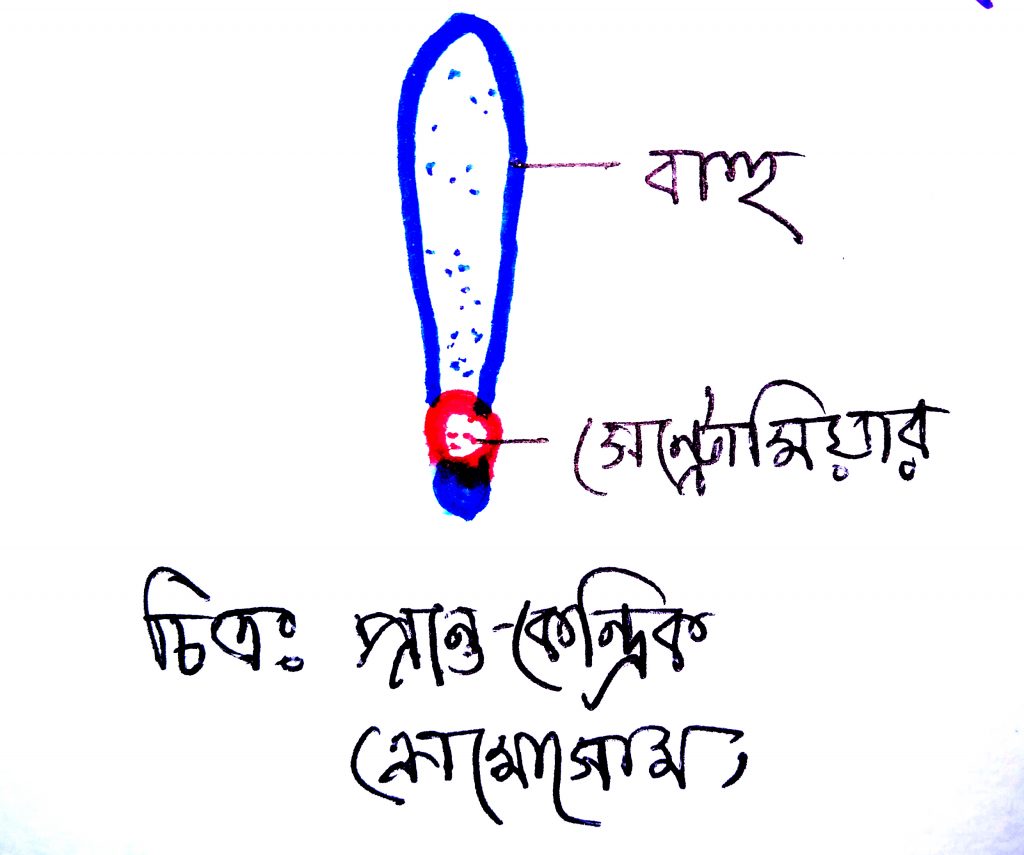 টেলোসেন্ট্রিক