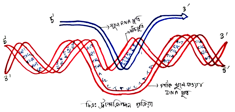 ট্রন্সক্রিপশন-প্রক্রিয়া