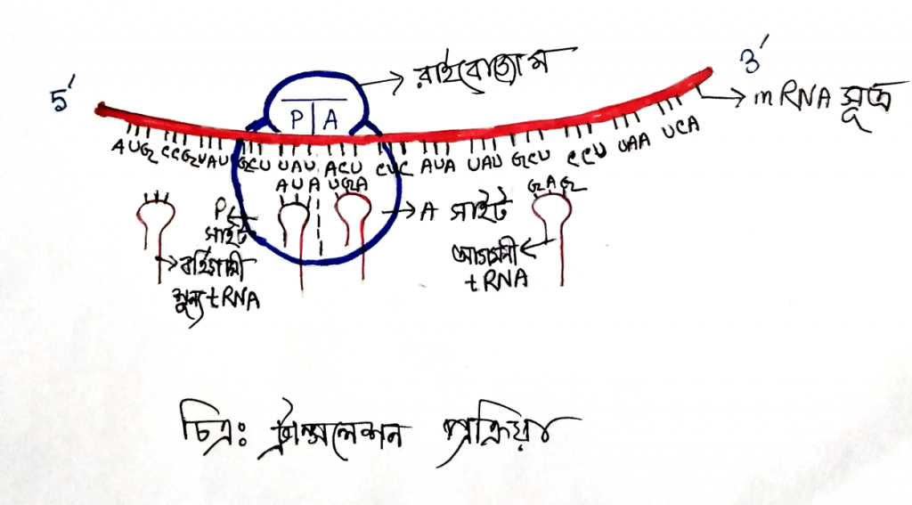 ট্রান্সলেশন প্রক্রিয়া