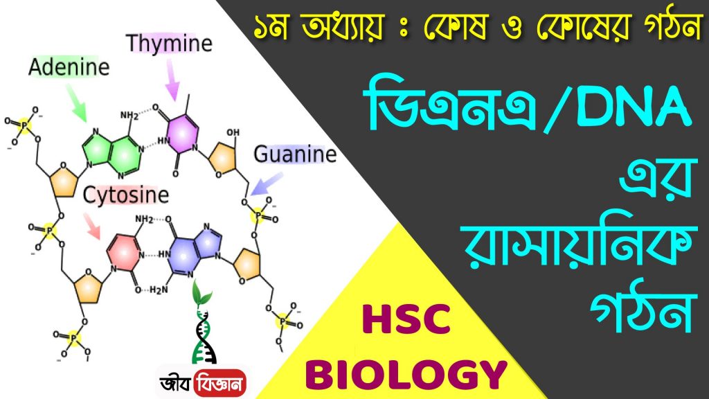 ডিএনএ এর রাসায়নিক গঠন 
