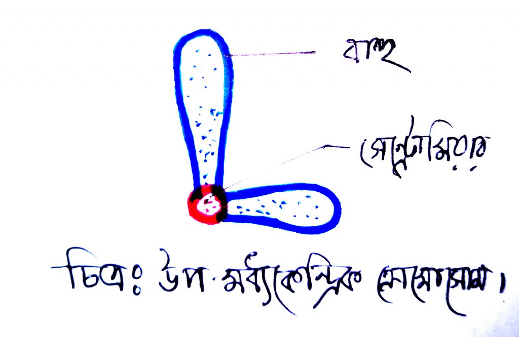 সাব-মেটাসেন্ট্রিক