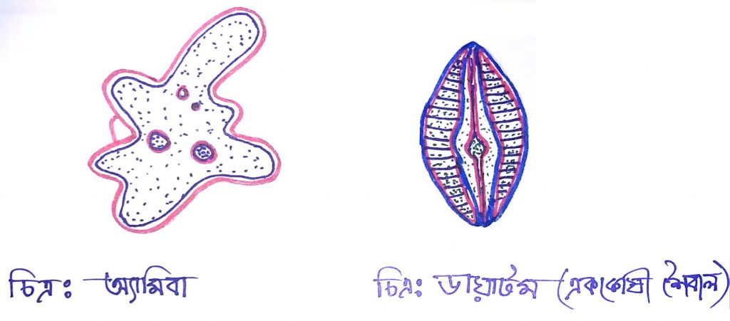 রাজ্য-২ প্রোটিস্টা
