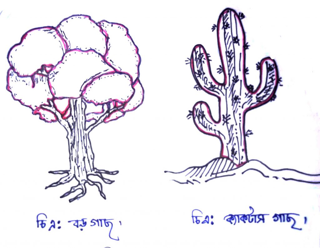 রাজ্য-৪  প্ল্যান্টি