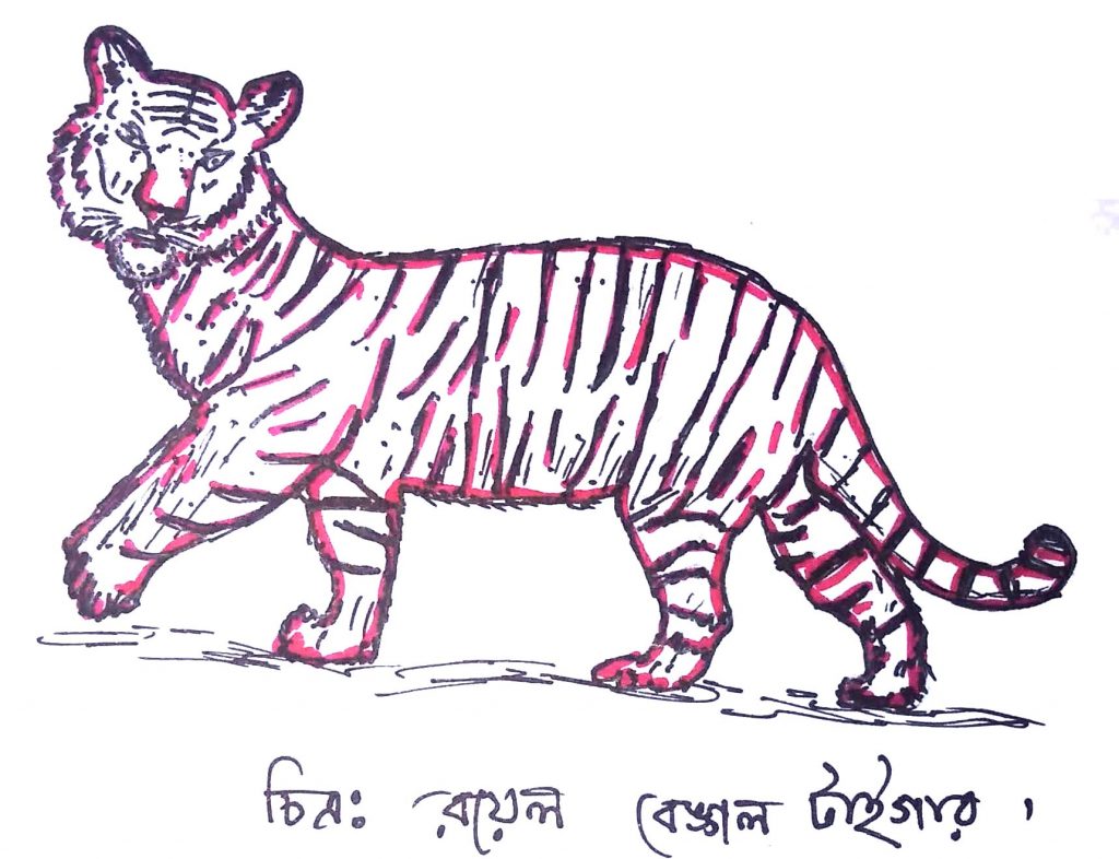 রাজ্য-৫ অ্যানিমেলিয়া