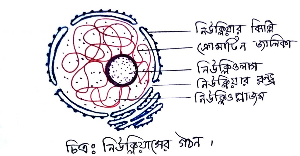 নিউক্লিয়াসের গঠন ও কাজ