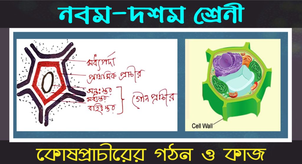 কোষপ্রাচীরের গঠন ও কাজ 2 কোষপ্রাচীরের গঠন ও কাজ