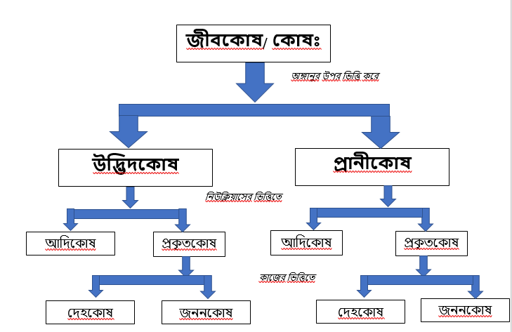 কোষের প্রাথমিক ধারনা 2 কোষের প্রাথমিক ধারনা