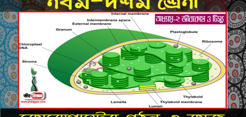 ক্লোরোপ্লাস্টের গঠন ও কাজ 1