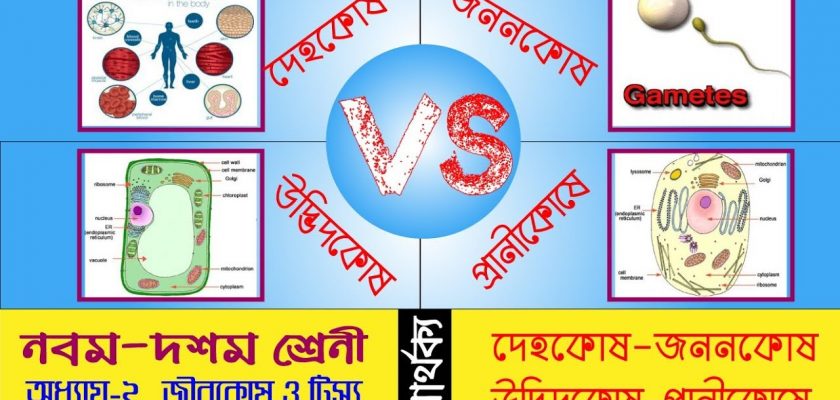 দেহকোষ জননকোষ এবং উদ্ভিদকোষ প্রানীকোষের মধ্যে তুলনা