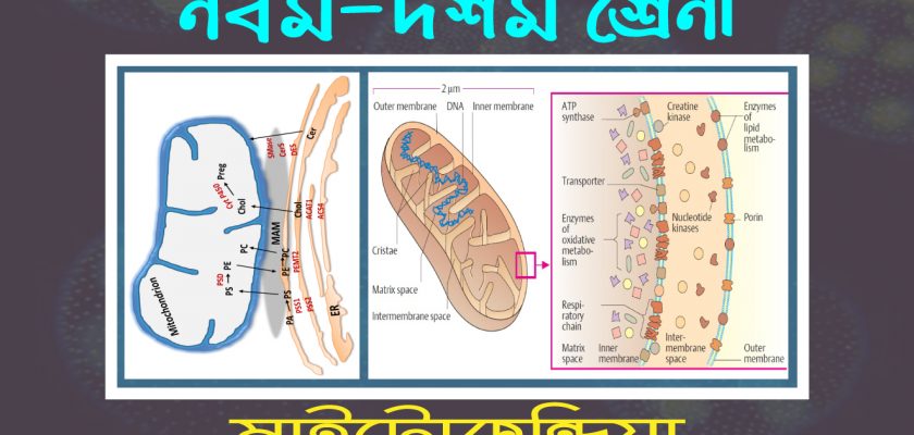 মেইটোকন্ড্রিয়া-Mitochondria