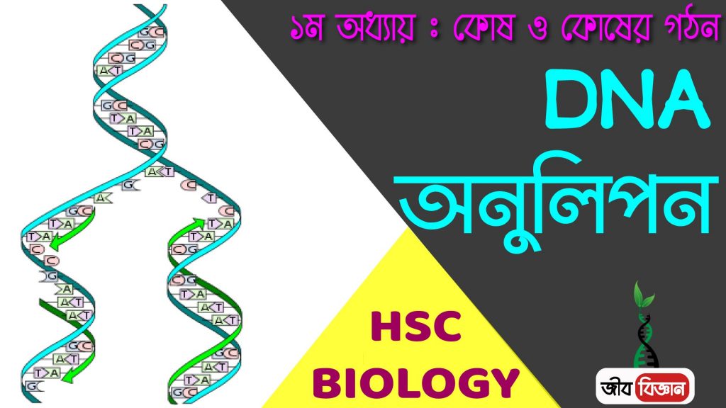 DNA এর প্রতিলিপন বা অনুলিপন বা রেপ্লিকেশন 2 DNA-অনুলিপন