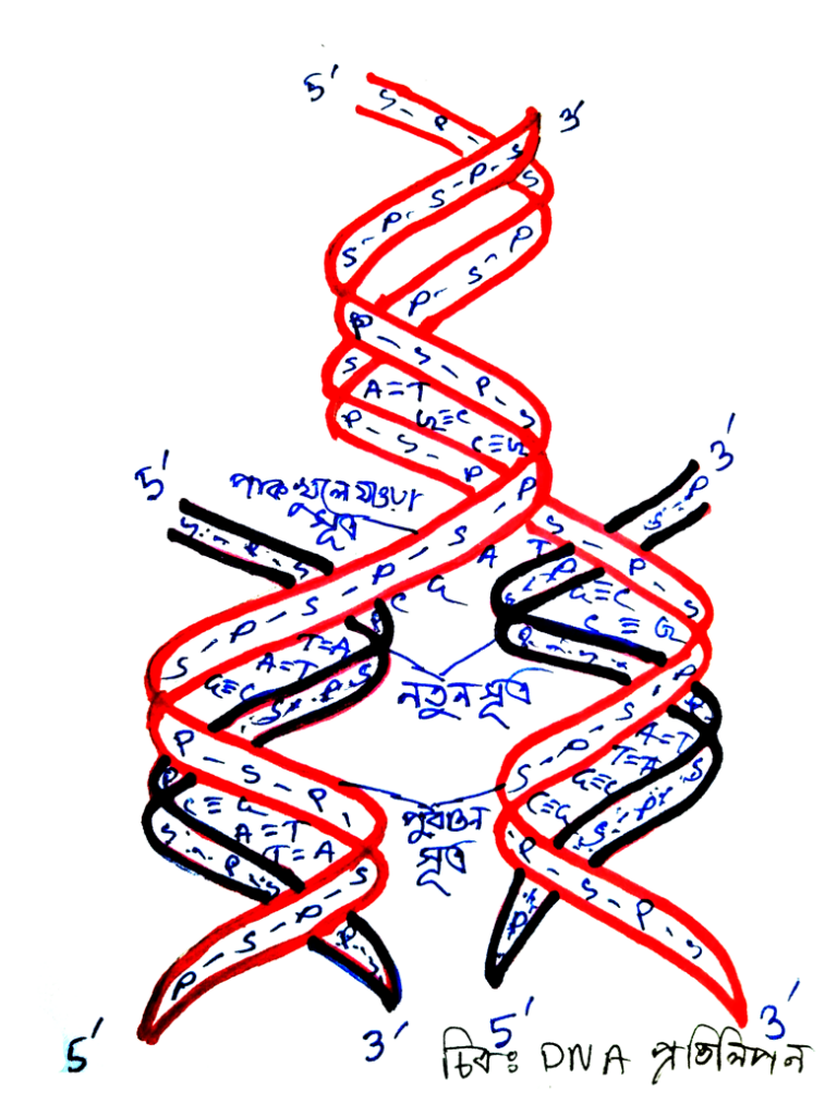 DNA এর প্রতিলিপন বা অনুলিপন বা রেপ্লিকেশন 3 DNA অনুলিপন