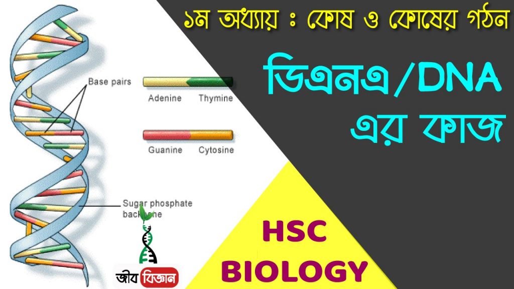 DNA এর কাজ 2 DNA-এর-কাজ