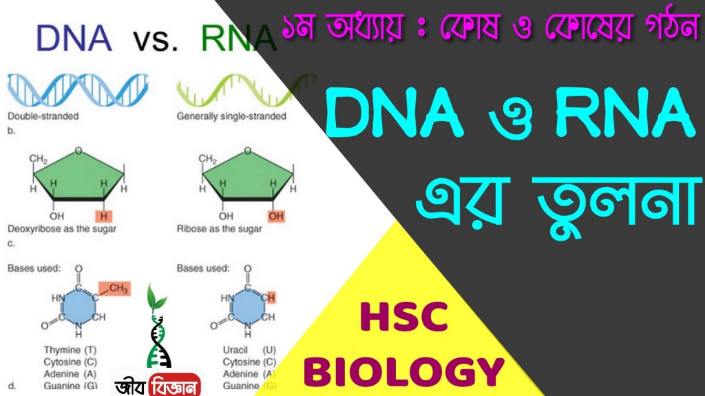 DNA ও RNA এর তুলনা 2 DNA-ও-RNA-এর-তুলনা