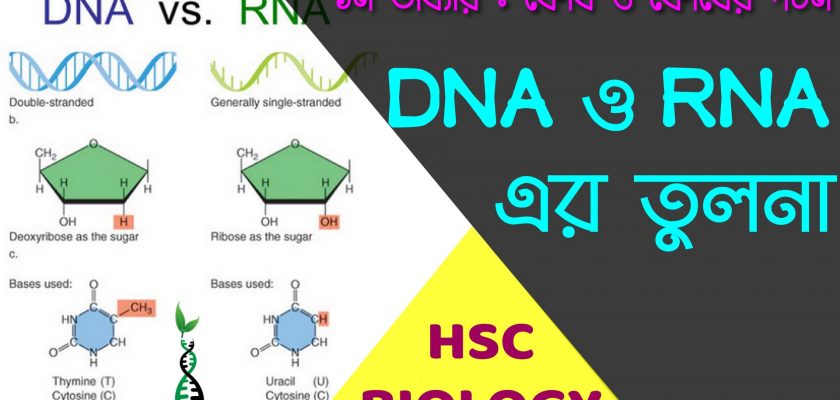 DNA-ও-RNA-এর-তুলনা