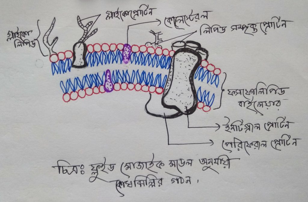 কোষঝিল্লির গঠন ও কাজ 3 কোষঝিল্লির ফ্লুইড মোজাইক মডেল