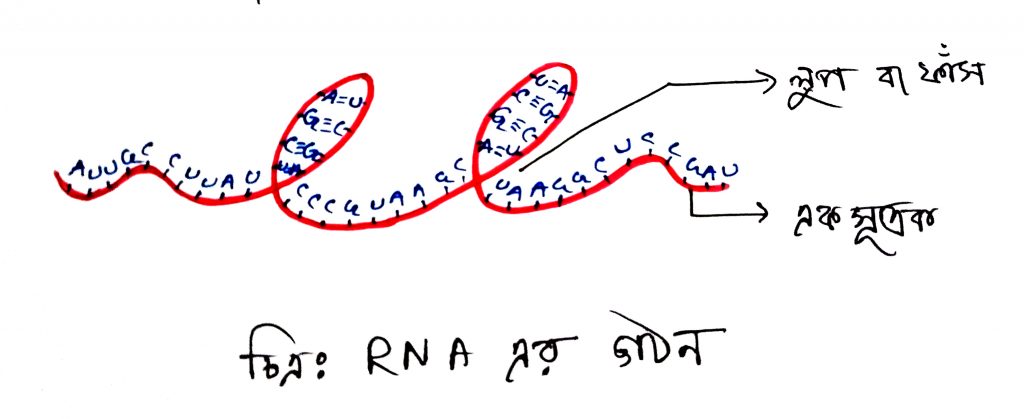 RNA এর ভৌত ও রাসায়নিক গঠন 3 RNA এর গঠন