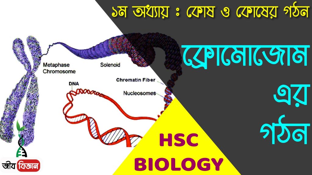 ক্রোমোসোমের ভৌত গঠন 2 ক্রোমোজোমের-গঠন