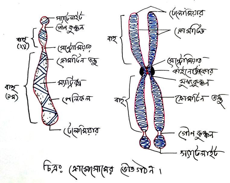 ক্রোমোসোমের ভৌত গঠন 3 ক্রোমোসোমের-ভৌত-গঠন