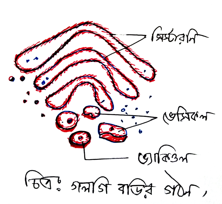 গলগি বডির গঠন ও কাজ 3 গলগি-বডির-গঠন-ও-কাজ