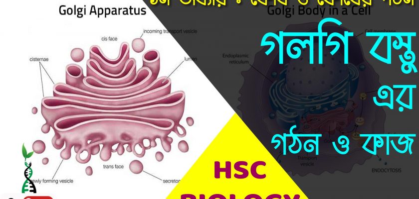 গলগি বস্তুর গঠন ও কাজ