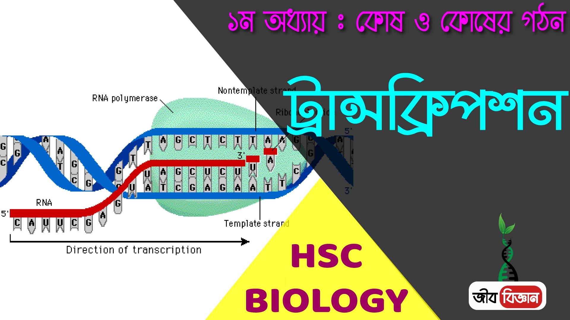 ট্রন্সক্রিপশন প্রক্রিয়া 1 ট্রন্সক্রিপশন প্রক্রিয়া