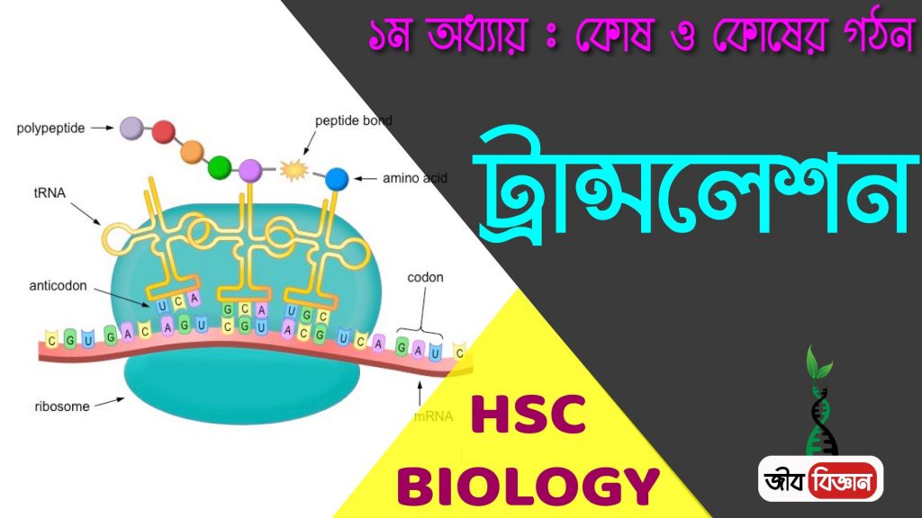 ট্রান্সলেশন প্রক্রিয়া 2 ট্রান্সলেশন প্রক্রিয়া
