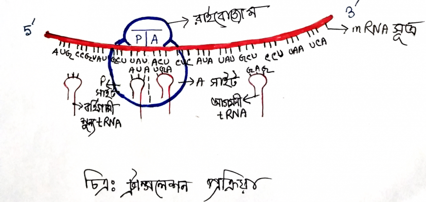 ট্রান্সলেশন প্রক্রিয়া