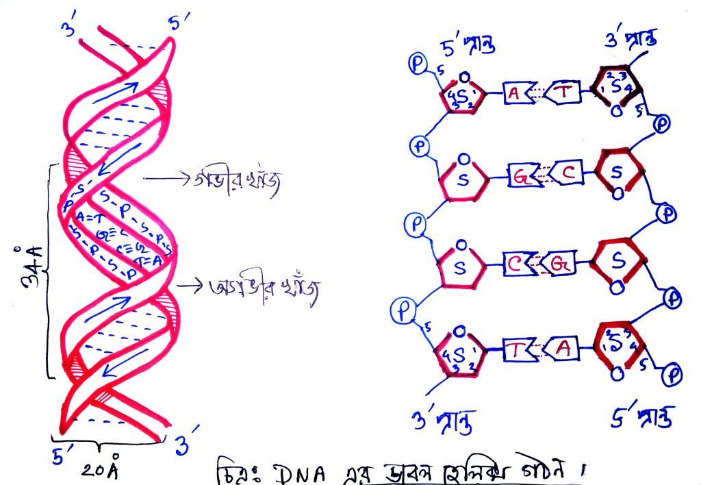 DNA এর ভৌত গঠন 3 ডিএনএ এর ভৌত গঠন