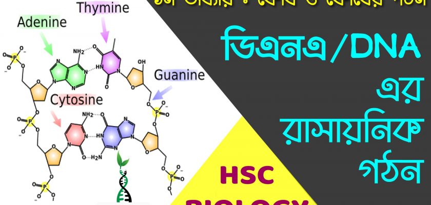 ডিএনএ এর রাসায়নিক গঠন