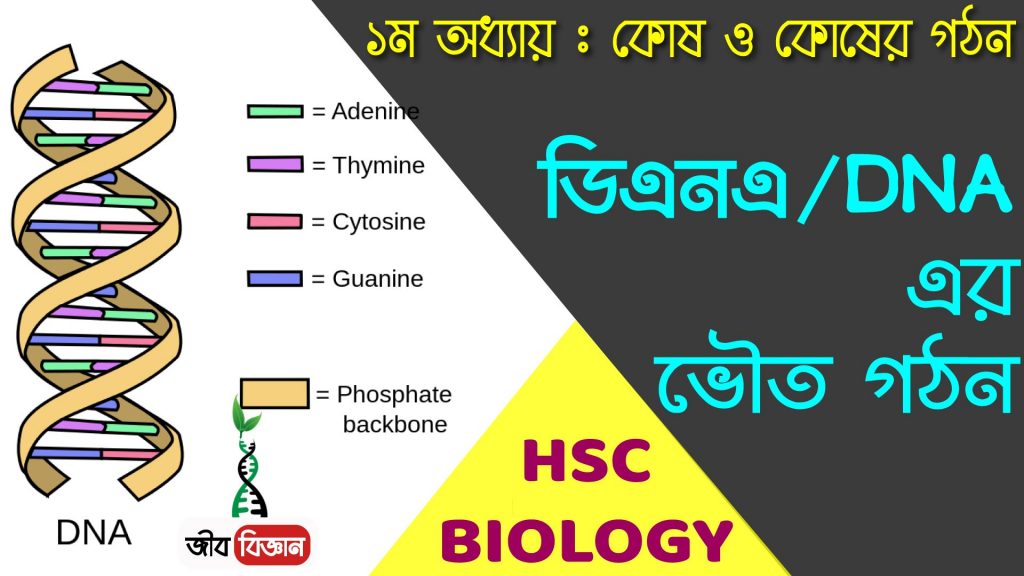 DNA এর ভৌত গঠন 2 ডিএনএ-এর-ভৌত-গঠন