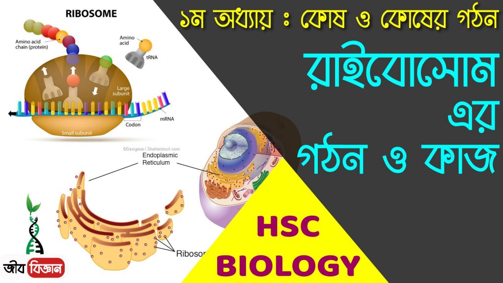 রাইবোসোমের প্রকারভেদ, গঠন ও কাজ 2 রাইবোসোমের গঠন ও কাজ