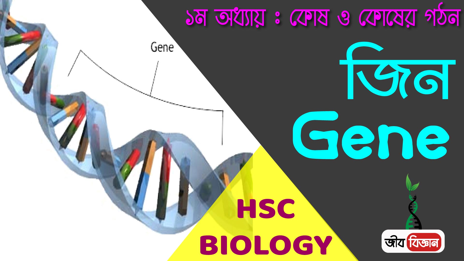 জ ন Gene