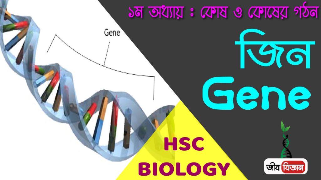 জিন/Gene 2 জিন