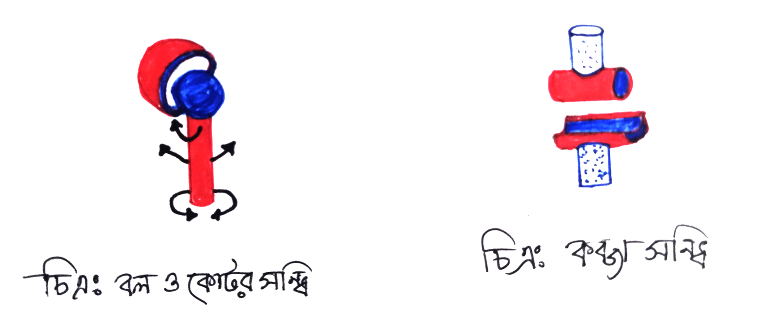 অস্থি ও তরুনাস্থি ।। অস্থি ও তরুণাস্থির পার্থক্য বা তুলনা 2 বল-ও-কোটর-সন্ধি-কব্জা-সন্ধি
