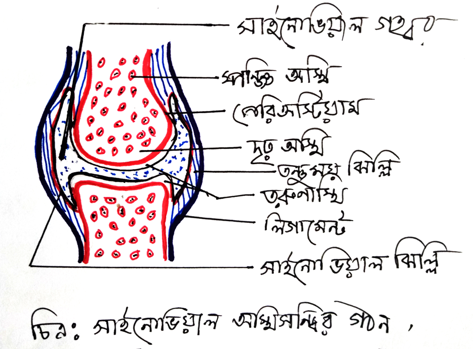 সাইনোভিয়াল অস্থিসন্ধির গঠন, টেনডন, অস্থিবন্ধনী বা লিগামেন্ট ও পেশীতন্ত্র 2 সাইনোভিয়াল--অস্থিসন্ধির-গঠন