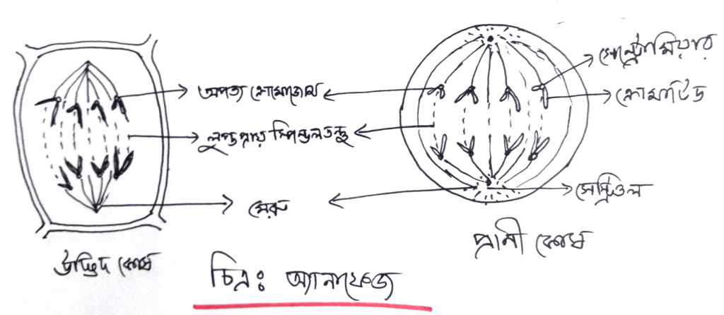 মাইটোসিস কোষ বিভাজনের প্রোফেজ পর্যায় 5 মাইটোসিস কোষ বিভাজনের প্রোফেজ পর্যায় 1