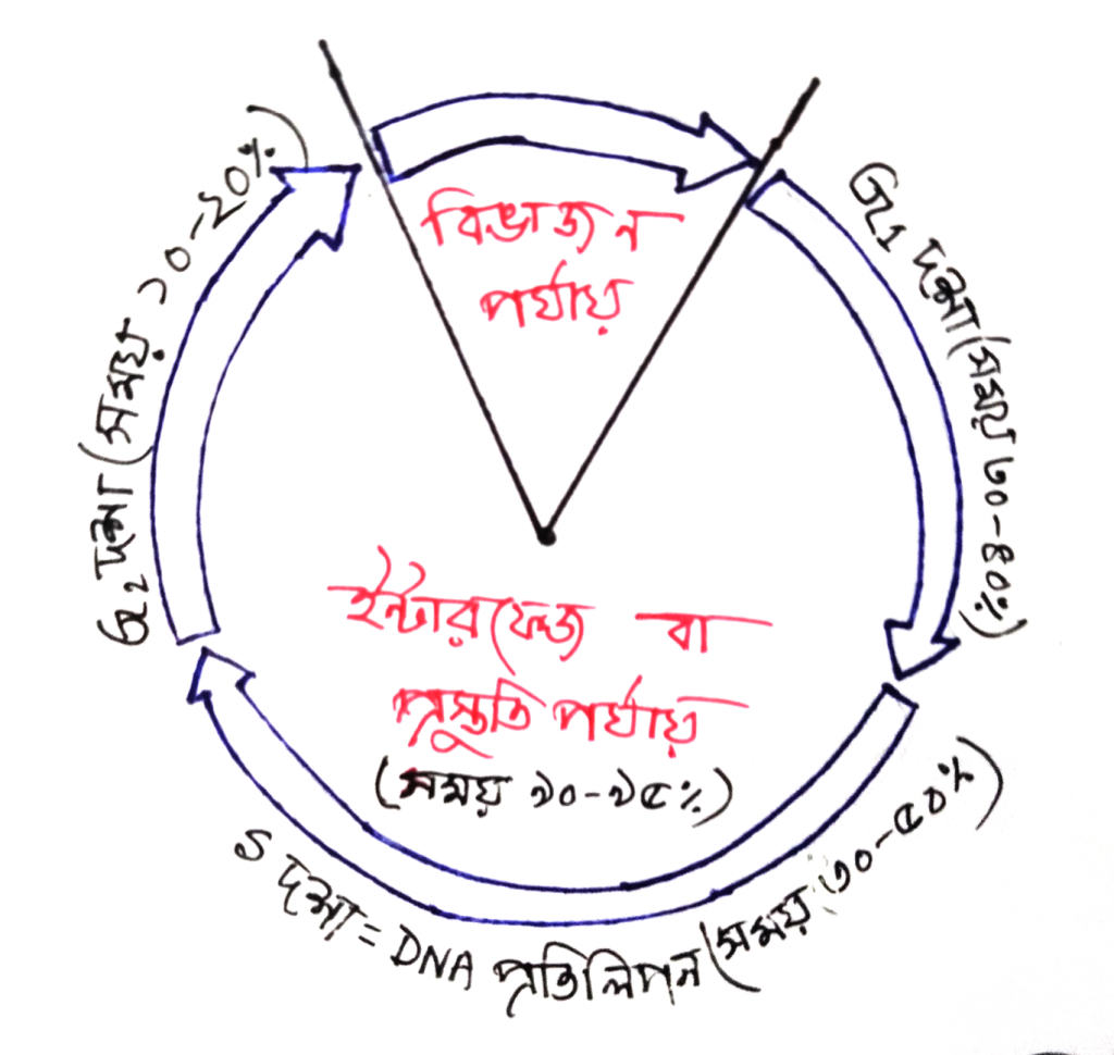কোষ চক্র 2 কোষচক্র
