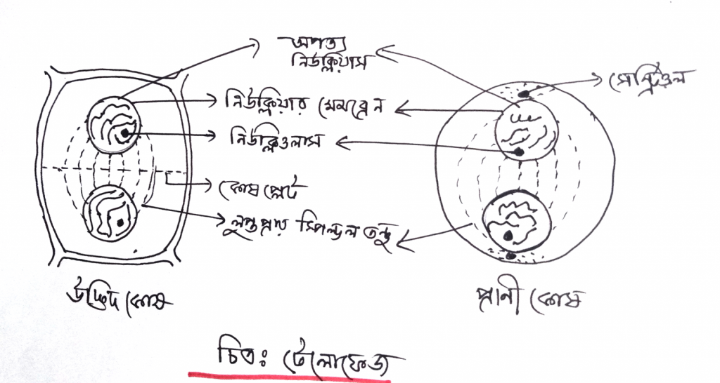 মাইটোসিস কোষ বিভাজনের প্রোফেজ পর্যায় 6 টেলোফেজ