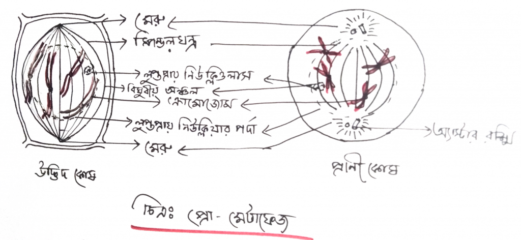 মাইটোসিস কোষ বিভাজনের প্রোফেজ পর্যায় 3 প্রো-মেটাফেজ